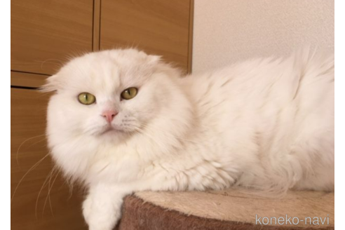 販売中のスコティッシュフォールドの親猫